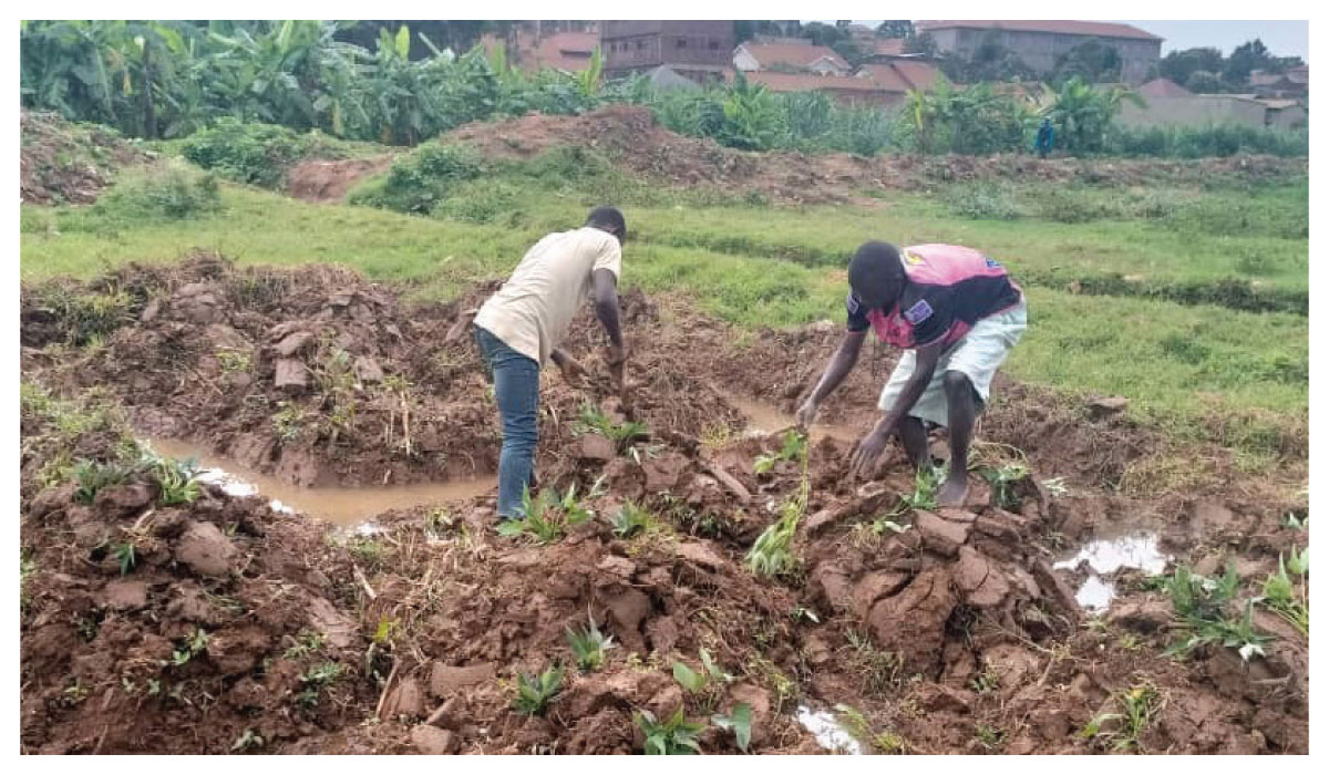 UCC-Engages-Street-Involved-Children-into-Practicing-Urban-Agriculture